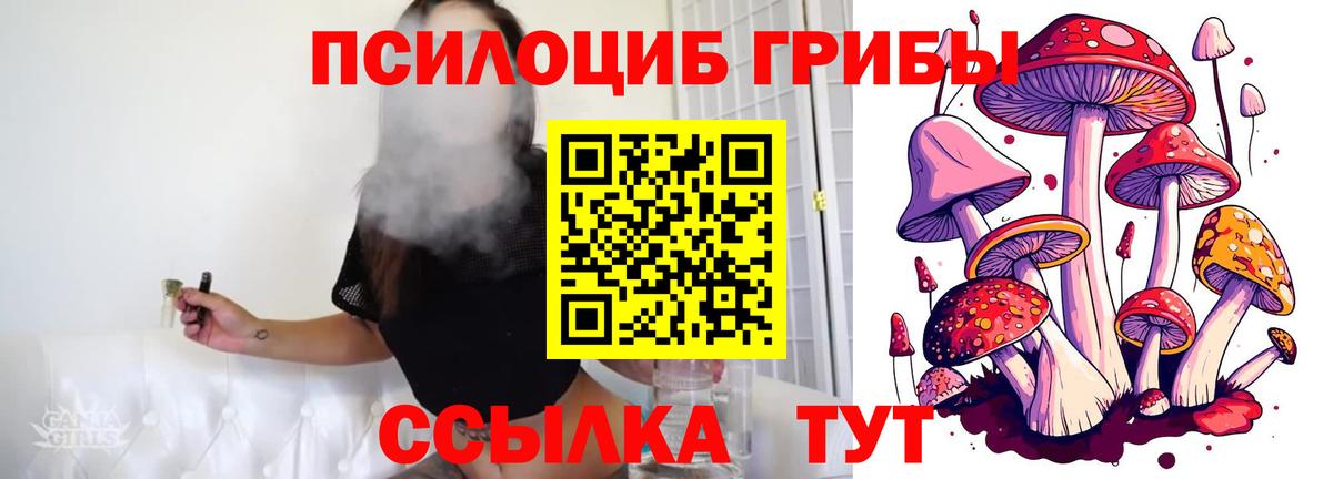Псилоцибиновые грибы Psilocybe Кореновск